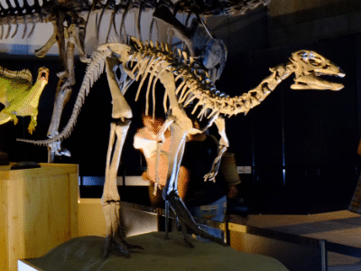 Skelett des Dysolotosaurus / Kumiko. Creative Commons ShareAlike 2.0 Generic (CC BY-SA 2.0) Skelett des Dysolotosaurus / Kumiko. Creative Commons ShareAlike 2.0 Generic (CC BY-SA 2.0)