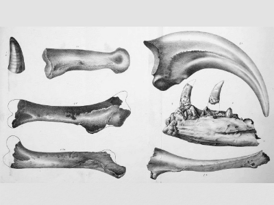Fossilien des Dryptosaurus. Creative Commons CC0 1.0 Universal (CC0 1.0) Fossilien des Dryptosaurus. Creative Commons CC0 1.0 Universal (CC0 1.0)