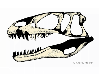 fossile Schädelelmente des Dubreuillosaurus / © Andrey Atuchin. Verwendet mit freundlicher Genehmigung des Autors.