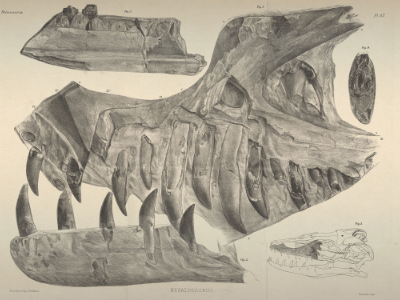 Schädelelemente des Duriavenator. Bild ist gemeinfrei (Public domain)