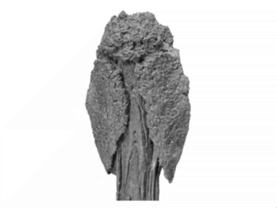 Schwanzkeule des Dyoplosaurus © Victoria Arbour Schwanzkeule des Dyoplosaurus © Victoria Arbour