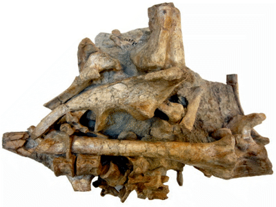 Fossilblock / © Hübner et al.