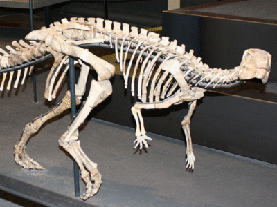 Skelett des Dysolotosaurus / Uwe Jelting. Creative Commons 4.0 International (CC BY 4.0) Skelett des Dysolotosaurus / Uwe Jelting. Creative Commons 4.0 International (CC BY 4.0)