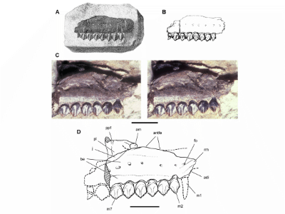 Maxilla des Echinodon / P. Sereno. Creative Commons 3.0 Unported (CC BY 3.0)
