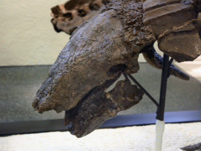 Edmontonia / © Peter Roan Edmontonia / © Peter Roan