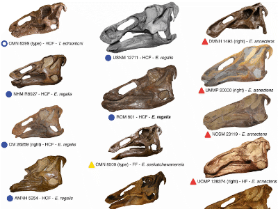 Zusammenstellung von Edmontosaurus-Schädeln aus Nordamerika / Campione & Evans. Creative Commons 4.0 International (CC BY 4.0) Zusammenstellung von Edmontosaurus-Schädeln aus Nordamerika / Campione & Evans. Creative Commons 4.0 International (CC BY 4.0)