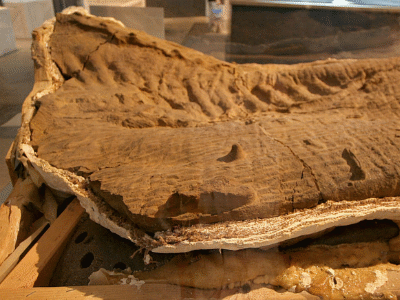 Edmontosaurus / Kabacchi. Creative Commons 2.0 Generic (CC BY 2.0) Edmontosaurus / Kabacchi. Creative Commons 2.0 Generic (CC BY 2.0)