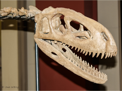 Schädel des Elaphrosaurus / Uwe Jelting. Creative Commons 4.0 International (CC BY 4.0) Schädel des Elaphrosaurus / Uwe Jelting. Creative Commons 4.0 International (CC BY 4.0)