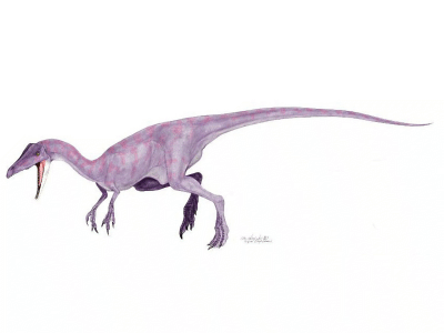 Elaphrosaurus / © Mineo Shiraish Elaphrosaurus / © Mineo Shiraishi. Verwendet mit freundlicher Genehmigung des Autors.