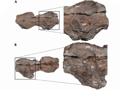Mittlere Schwanzwirbel / © Baiano et al. Mittlere Schwanzwirbel / © Baiano et al.