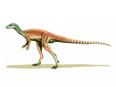 Eocursor / © N. Tamura. Verwendet mit freundlicher Genehmigung des Autors.