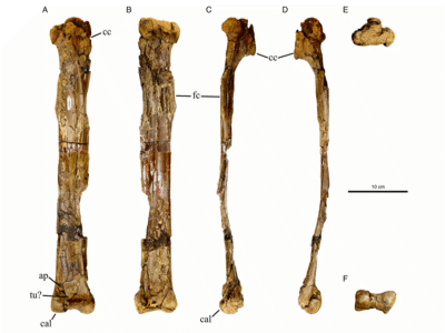Tibia & Astragalokalkaneum / © Atkins-Weltman et al. Tibia & Astragalokalkaneum / © Atkins-Weltman et al.