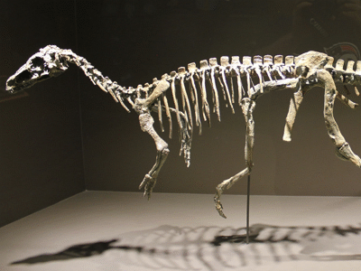 Skelett des Eoraptor / © The Carouselambra Kid Skelett des Eoraptor / © The Carouselambra Kid