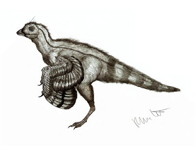Eosinopteryx / © Robinson Kunz Eosinopteryx / © Robinson Kunz. Verwendet mit freundlicher Genehmigung des Autors.