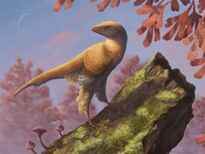 Eosinopteryx / © Emily Willoughby. Verwendet mit freundlicher Genehmigung des Autors. Eosinopteryx / © Emily Willoughby. Verwendet mit freundlicher Genehmigung des Autors.