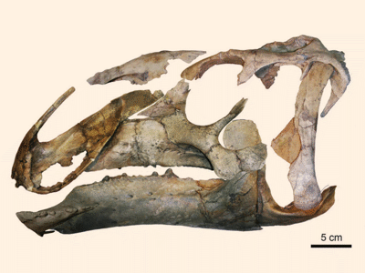 Eotrachodon Schädel / Prieto-Márquez et al. Creative Commons 4.0 International (CC BY 4.0)