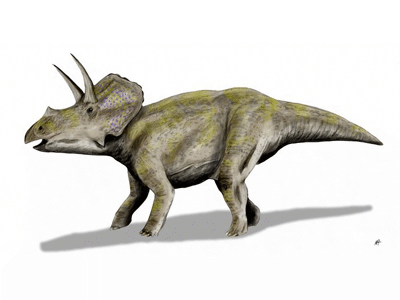 Eotriceratops / © N. Tamura. Verwendet mit freundlicher Genehmigung des Autors. Eotriceratops / © N. Tamura. Verwendet mit freundlicher Genehmigung des Autors.