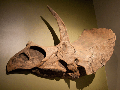 Schädel des Eotriceratops / Cheryl deWolfe. Creative Commons NonCommercial-NoDerivs 2.0 Generic (CC BY-NC-ND 2.0) Schädel des Eotriceratops / Cheryl deWolfe. Creative Commons NonCommercial-NoDerivs 2.0 Generic (CC BY-NC-ND 2.0)