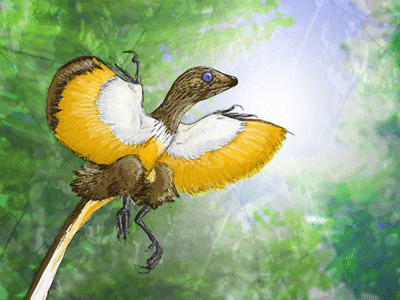 Epidendrosaurus / © Daniel Bensen. Verwendet mit freundlicher Genehmigung des Autors. Epidendrosaurus / © Daniel Bensen. Verwendet mit freundlicher Genehmigung des Autors.