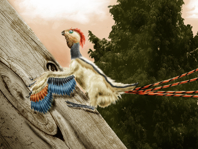 Epidexipteryx / © Josep Asensi Epidexipteryx / © Josep Asensi. Verwendet mit freundlicher Genehmigung des Autors.