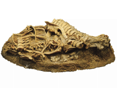 Fossil des Equijubus / © Kumiko Fossil des Equijubus / © Kumiko