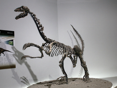 Skelett des Erliansaurus / Kabacchi. Creative Commons 2.0 Generic (CC BY 2.0)