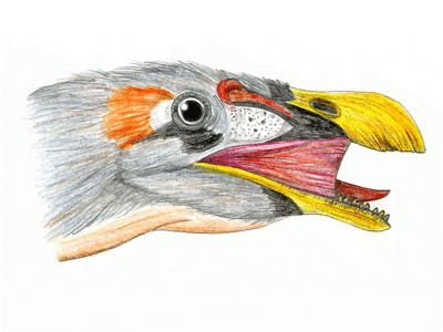 Erlikosaurus / © Martin F. Chavez Erlikosaurus / © Martin F. Chavez. Verwendet mit freundlicher Genehmigung des Autors.