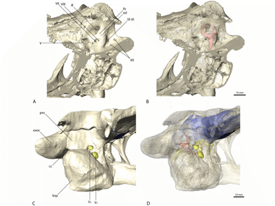 Hirnschale des Erlikosaurus / Lautenschlager et al. Creative Commons 4.0 International (CC BY 4.0) Hirnschale des Erlikosaurus / Lautenschlager et al. Creative Commons 4.0 International (CC BY 4.0)