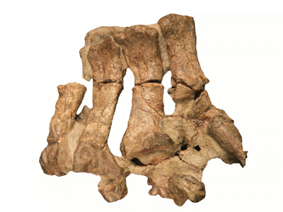 rechter Fuß / © Sciscio et al. rechter Fuß / © Sciscio et al.