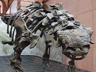 Euoplocephalus / © only_point_five Euoplocephalus / © only_point_five