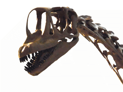 Schädel des Europasaurus / Kumiko. Bearbeitet durch Dinodata.de. Creative Commons ShareAlike 2.0 Generic (CC BY-SA 2.0)
