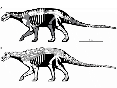 Skelett-Rekonstruktion / © Kirkland et al. Creative Commons 4.0 International (CC BY 4.0)