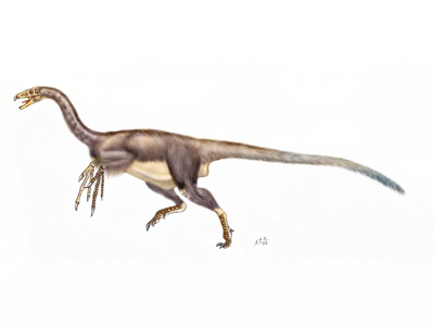 Falcarius / © Sergio Perez Falcarius / © Sergio Perez. Verwendet mit freundlicher Genehmigung des Autors.