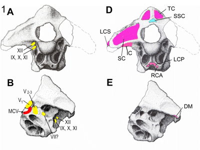 Hirnschale des Falcarius / © Smith et al.