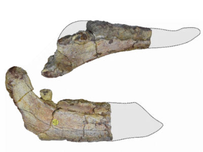 Unterkieferfragment / © Czepiński et al.