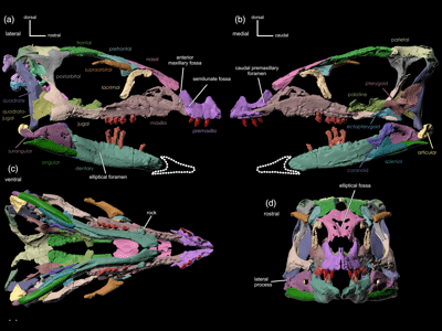 Rekonstruierter Schädel / © Avrahami et al. Rekonstruierter Schädel / © Avrahami et al.
