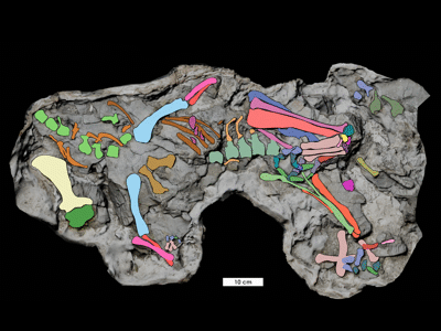 Fossil / © Avrahami et al. Fossil / © Avrahami et al.