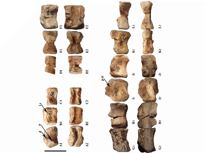 Wirbelknochen des Foskeia / © Dieudonné et al.