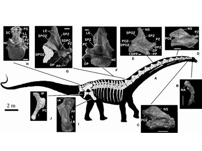 Fossilien des Futalognkosaurus / Calvo et al. Creative Commons NonCommercial International 4.0 (CC BY-NC 4.0) Fossilien des Futalognkosaurus / Calvo et al. Creative Commons NonCommercial International 4.0 (CC BY-NC 4.0)