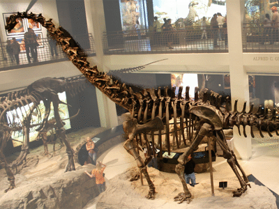 Galeamopus / © andytang20. Creative Commons 2.0 Generic (CC BY 2.0) Galeamopus / © andytang20, bearbeitet von Dinodata.de. Creative Commons 2.0 Generic (CC BY 2.0)