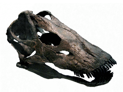 Schädel des Galeamopus / © Tschopp et al. Schädel des Galeamopus / © Tschopp et al.
