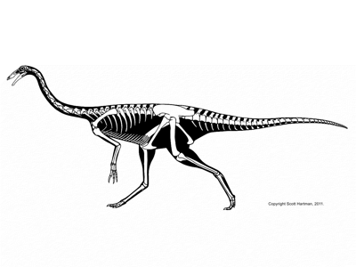 Gallimimus / © Scott Hartman Gallimimus / © Scott Hartman. Verwendet mit freundlicher Genehmigung des Autors.