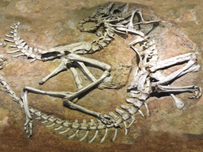Fossil / Bild ist gemeinfrei 
