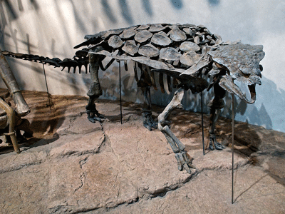 Skelett des Gargoyleosaurus / © Sam Wise. Creative Commons NonCommercial-ShareAlike 2.0 Generic (CC BY-NC-SA 2.0) Skelett des Gargoyleosaurus / © Sam Wise. Creative Commons NonCommercial-ShareAlike 2.0 Generic (CC BY-NC-SA 2.0)