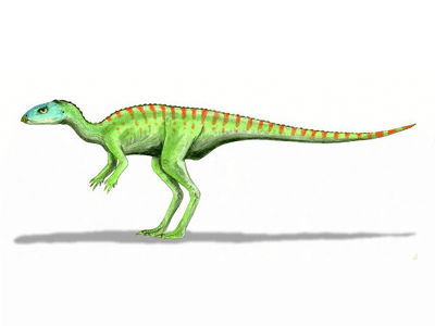 Gasparinisaura / © N. Tamura Gasparinisaura / © N. Tamura. Verwendet mit freundlicher Genehmigung des Autors.