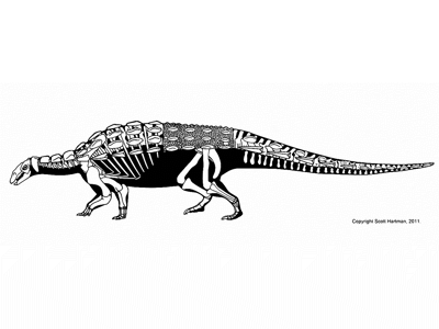 Skelettzeichnung / © Scott Hartman. Verwendet mit freundlicher Genehmigung des Autors.