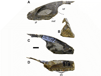 Oberkiefer des Geminiraptor / Senter et al. Creative Commons 4.0 International (CC BY 4.0)