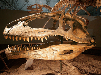 Schädel des Giganotosaurus / Kabacchi. Creative Commons 2.0 Generic (CC BY 2.0) Schädel des Giganotosaurus / Kabacchi. Creative Commons 2.0 Generic (CC BY 2.0)