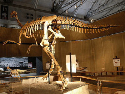 Skelett des Gigantoraptor / Kabacchi Creative Commons 2.0 Generic (CC BY 2.0) Skelett des Gigantoraptor / Kabacchi. Creative Commons 2.0 Generic (CC BY 2.0)