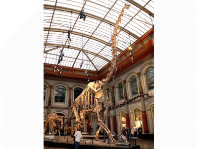 Skelett des Giraffatitan
/ Uwe Jelting. Creative Commons 4.0 International (CC BY 4.0) Skelett des Giraffatitan
/ Uwe Jelting. Creative Commons 4.0 International (CC BY 4.0)